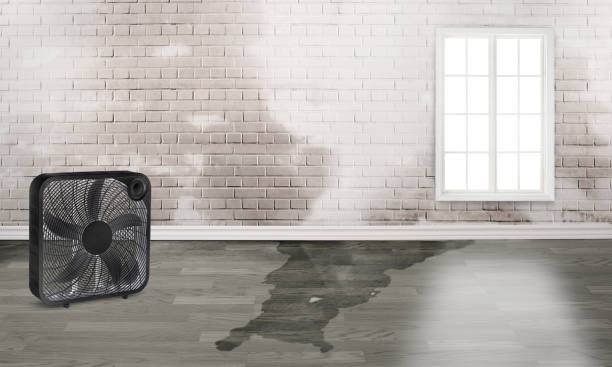Best Flood damage cleanup  in Brundidge, AL